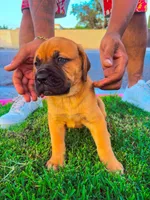Bear, a male Great Dane and Cane Corso for sale in Oceanside, CA – 1 of 2