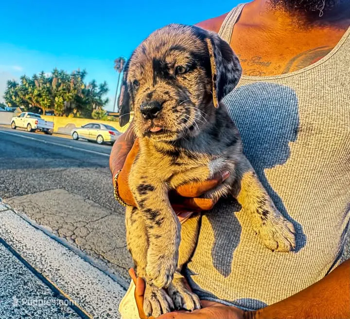 Trilla  – Great Dane, Cane Corso puppy for sale in Oceanside, CA