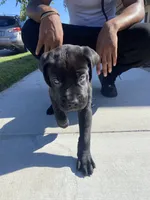 Shadow, a male Great Dane and Cane Corso for sale in Oceanside, CA – 3 of 5