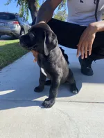 Shadow, a male Great Dane and Cane Corso for sale in Oceanside, CA – 5 of 5