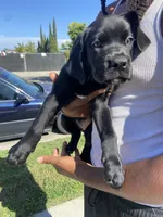 Louie, a male Great Dane and Cane Corso for sale in Oceanside, CA – 2 of 5
