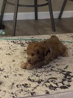 Oliver.   Aka - Ollie, a male Cavapoo for sale in Newark, OH – Photo 2 of 2