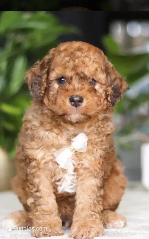 Oliver.   Aka - Ollie – Cavapoo puppy for sale in Newark, OH