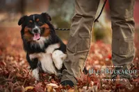 Cortado, a male Miniature Australian Shepherd and Miniature American Shepherd for sale in Columbia, TN – 7 of 8