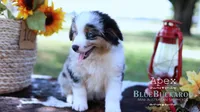 Apex, a male Miniature Australian Shepherd and Miniature American Shepherd for sale in Columbia, TN – 4 of 6