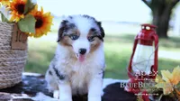 Apex, a male Miniature Australian Shepherd and Miniature American Shepherd for sale in Columbia, TN – 2 of 6