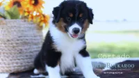 Cortado, a male Miniature Australian Shepherd and Miniature American Shepherd for sale in Columbia, TN – 3 of 8
