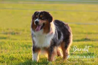 Cortado, a male Miniature Australian Shepherd and Miniature American Shepherd for sale in Columbia, TN – 8 of 8
