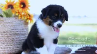 Cortado, a male Miniature Australian Shepherd and Miniature American Shepherd for sale in Columbia, TN – 6 of 8
