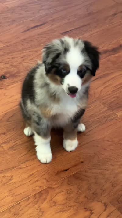 Sterling, a male Miniature Australian Shepherd and Miniature American Shepherd for sale in Columbia, TN – 5 of 6