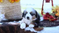 Sterling, a male Miniature Australian Shepherd and Miniature American Shepherd for sale in Columbia, TN – 2 of 6