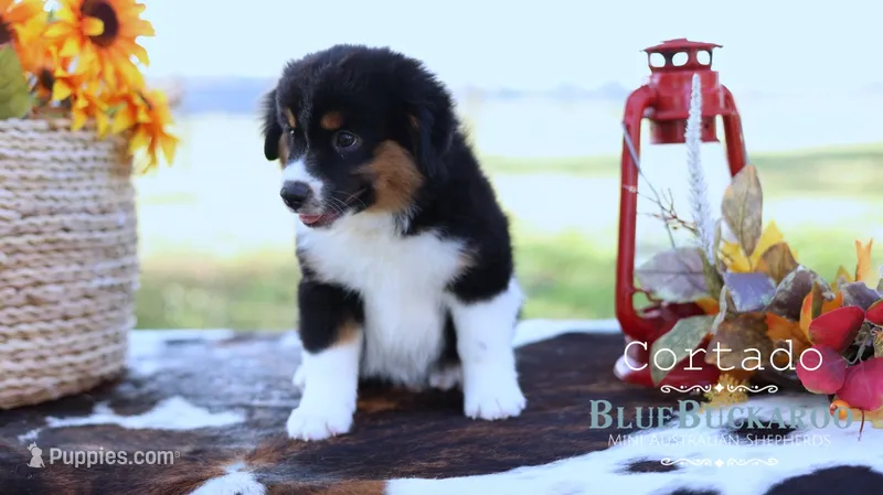 Cortado – Miniature Australian Shepherd, Miniature American Shepherd puppy for sale in Columbia, TN