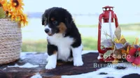 Cortado, a male Miniature Australian Shepherd and Miniature American Shepherd for sale in Columbia, TN – 1 of 8