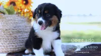 Cortado, a male Miniature Australian Shepherd and Miniature American Shepherd for sale in Columbia, TN – 2 of 8