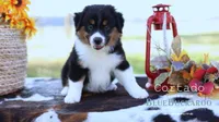 Cortado, a male Miniature Australian Shepherd and Miniature American Shepherd for sale in Columbia, TN – 5 of 8