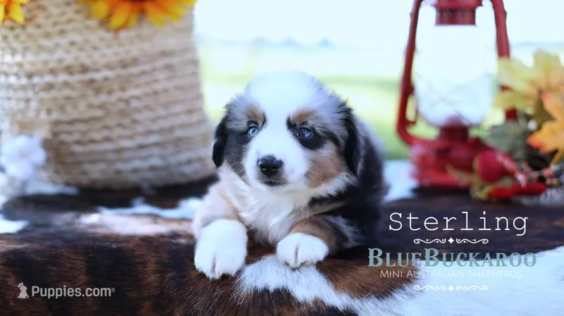 Sterling – Miniature Australian Shepherd, Miniature American Shepherd puppy for sale in Columbia, TN