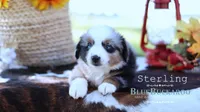Sterling, a male Miniature Australian Shepherd and Miniature American Shepherd for sale in Columbia, TN – 1 of 6