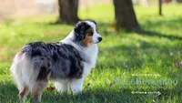 Apex, a male Miniature Australian Shepherd and Miniature American Shepherd for sale in Columbia, TN – 6 of 6