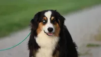 Sterling, a male Miniature Australian Shepherd and Miniature American Shepherd for sale in Columbia, TN – 6 of 6