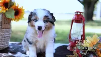 Apex, a male Miniature Australian Shepherd and Miniature American Shepherd for sale in Columbia, TN – 3 of 6