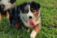Sterling, a male Miniature Australian Shepherd and Miniature American Shepherd for sale in Columbia, TN – 4 of 6