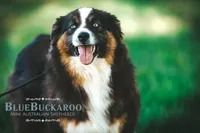 Apex, a male Miniature Australian Shepherd and Miniature American Shepherd for sale in Columbia, TN – 5 of 6