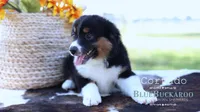 Cortado, a male Miniature Australian Shepherd and Miniature American Shepherd for sale in Columbia, TN – 4 of 8