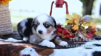 Sterling, a male Miniature Australian Shepherd and Miniature American Shepherd for sale in Columbia, TN – 3 of 6