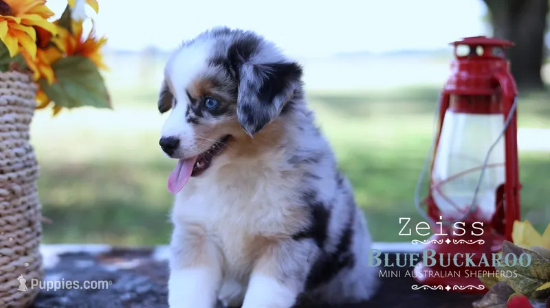 Apex – Miniature Australian Shepherd, Miniature American Shepherd puppy for sale in Columbia, TN