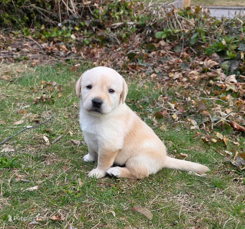 yellow female #2, a female Labrador Retriever for sale in New Bedford, MA – Photo 1 of 3