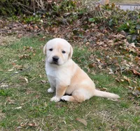 yellow female #2, a female Labrador Retriever for sale in New Bedford, MA – Photo 1 of 3
