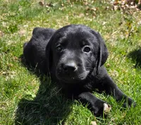 black female, a female Labrador Retriever for sale in New Bedford, MA – Photo 2 of 4