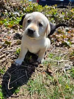 yellow female #2, a female Labrador Retriever for sale in New Bedford, MA – Photo 2 of 3