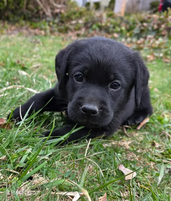 black female – Labrador Retriever puppy for sale in New Bedford, MA