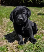 black female, a female Labrador Retriever for sale in New Bedford, MA – Photo 3 of 4