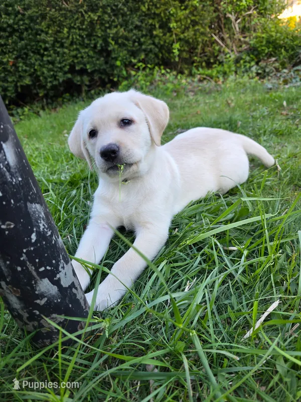 yellow female #2 – Labrador Retriever puppy for sale in New Bedford, MA