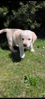 yellow female, a female Labrador Retriever for sale in New Bedford, MA – Photo 2 of 4