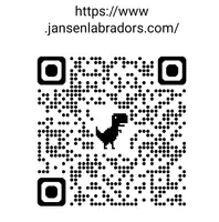 yellow female, a female Labrador Retriever for sale in New Bedford, MA – Photo 4 of 4