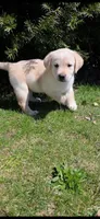 yellow female, a female Labrador Retriever for sale in New Bedford, MA – Photo 3 of 4