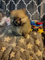 CoCo, a female Pomeranian for sale in Arlington, WA – 4 of 6
