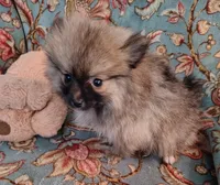 Molly, a female Pomeranian for sale in Arlington, WA – 1 of 3