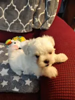 Galaxy, a male Maltese for sale in Arlington, WA – 2 of 4