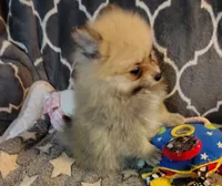 Daisy , a female Pomeranian for sale in Arlington, WA – 3 of 4