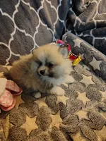 Cooper, a male Pomeranian for sale in Arlington, WA – 3 of 5