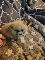 Cooper, a male Pomeranian for sale in Arlington, WA – 2 of 5