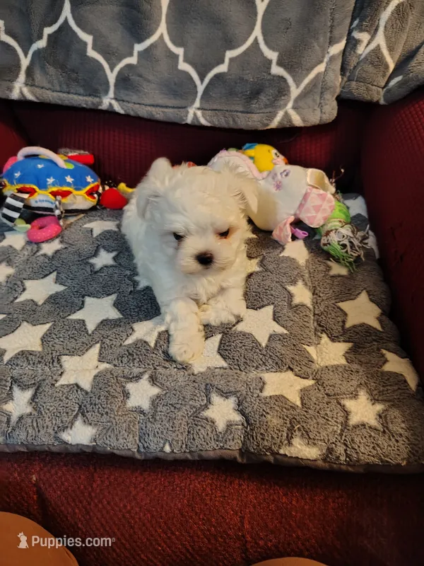 Galaxy – Maltese puppy for sale in Arlington, WA