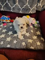 Galaxy, a male Maltese for sale in Arlington, WA – 1 of 4