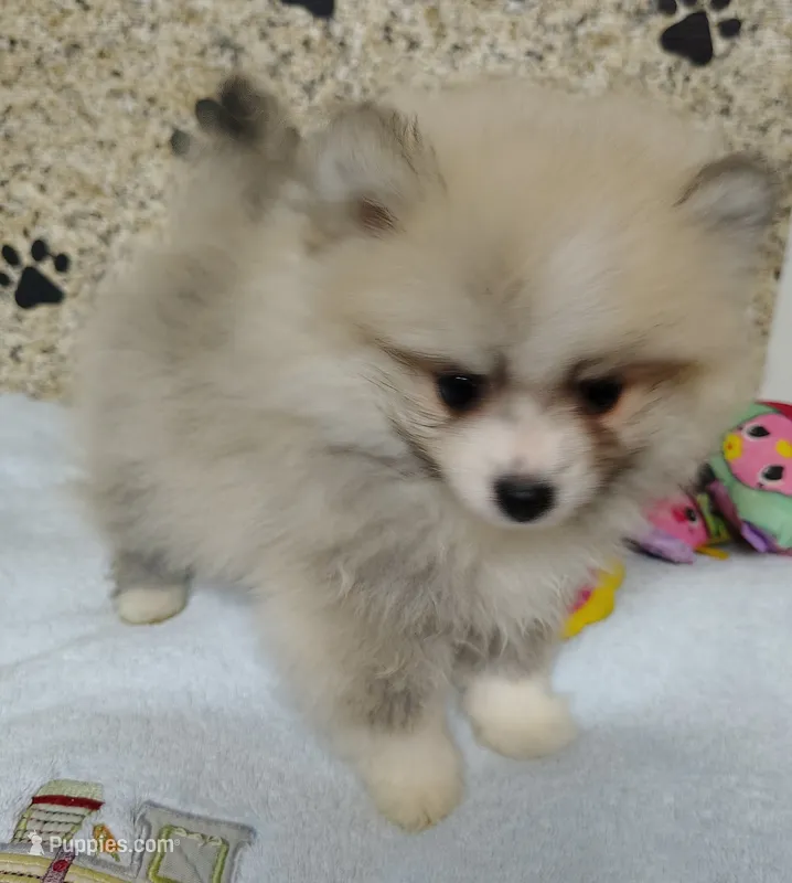 Cooper – Pomeranian puppy for sale in Arlington, WA