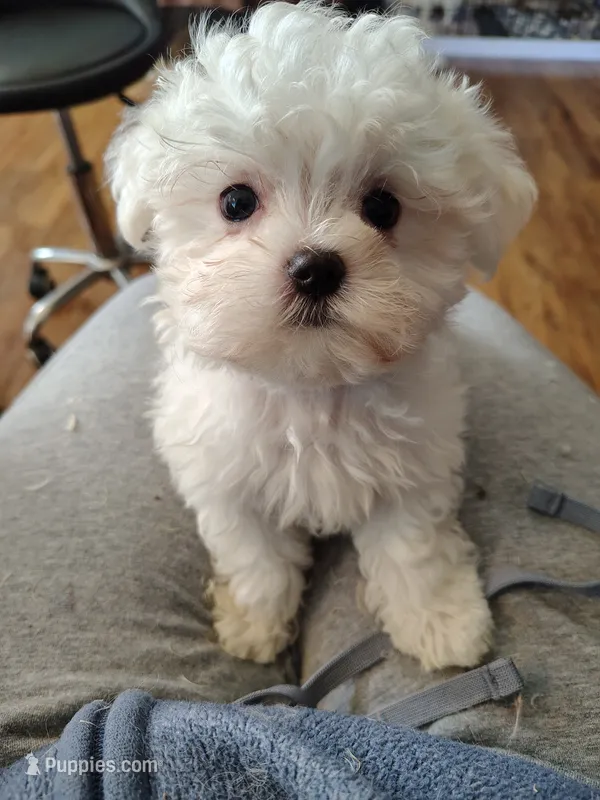 Galaxy – Maltese puppy for sale in Arlington, WA