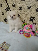 Toby, a male Pomeranian for sale in Arlington, WA – 4 of 4
